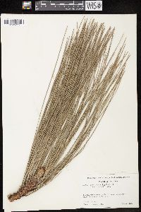 Pinus australis image