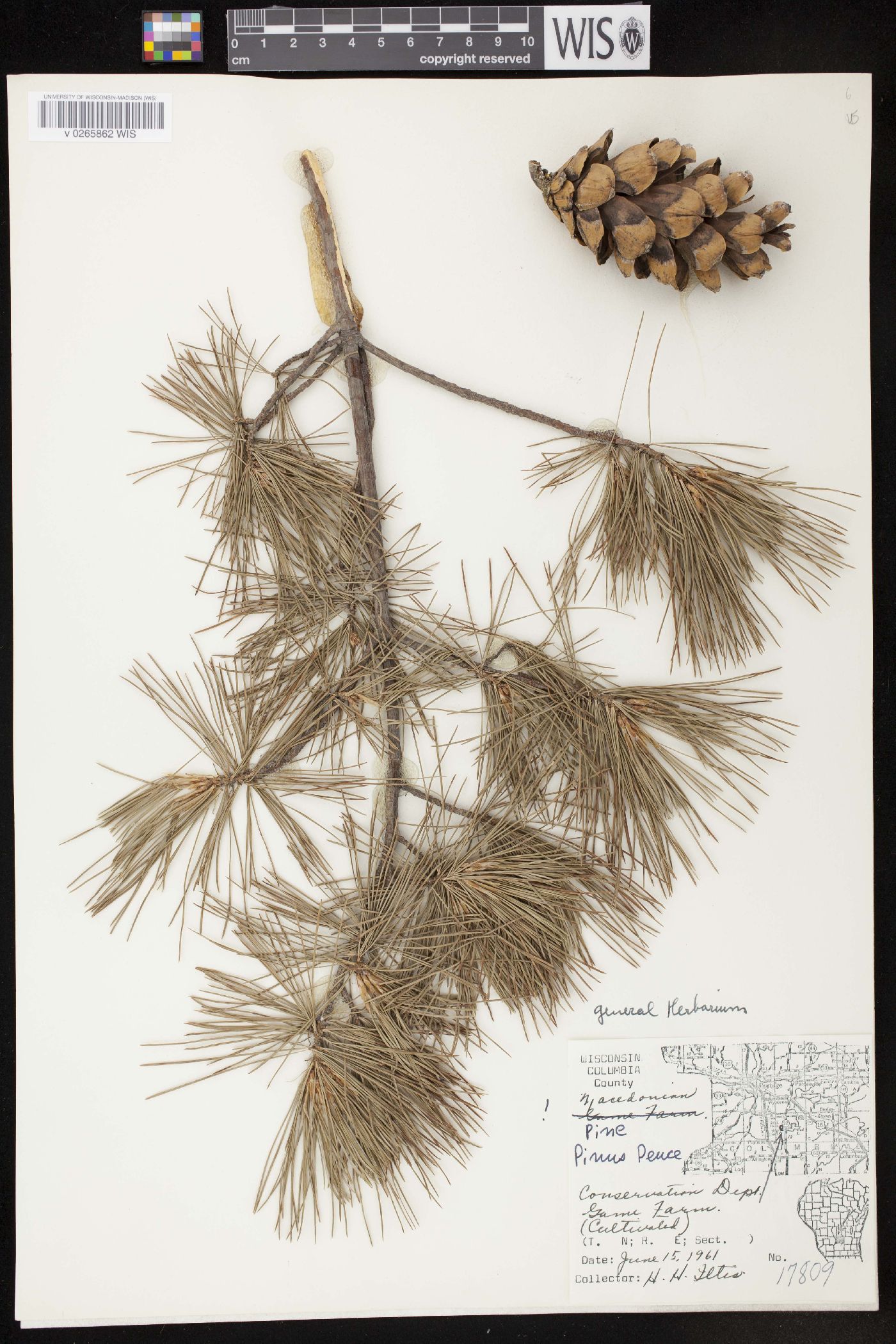 Pinus peuce image