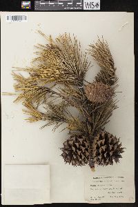 Pinus pungens image