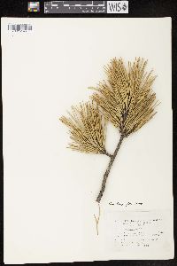 Pinus pungens image