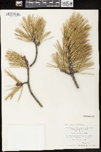 Pinus pungens image