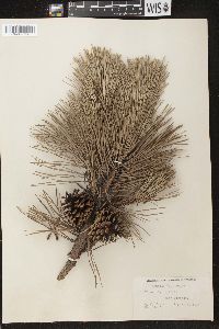 Pinus rigida image