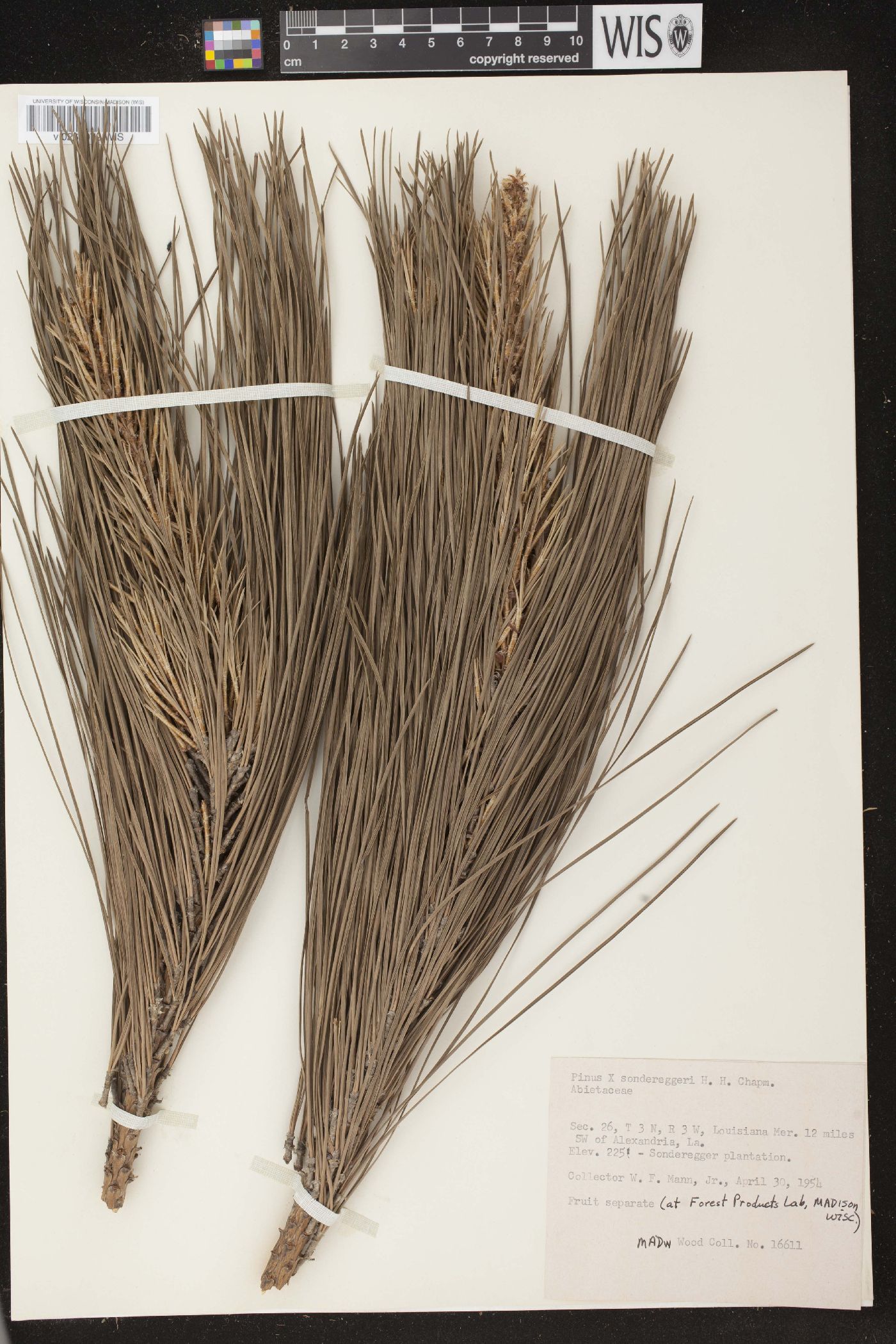 Pinus x sondereggeri image