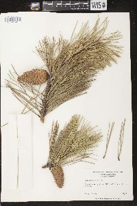 Pinus rigida image