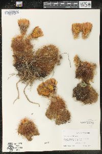 Echinocereus reichenbachii subsp. baileyi image