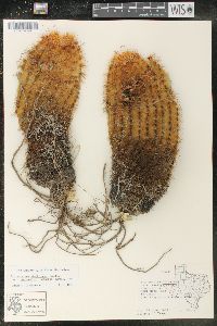 Echinocereus russanthus image