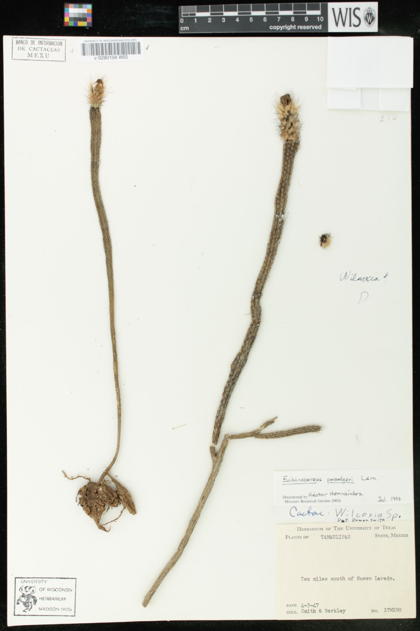 Echinocereus poselgeri image