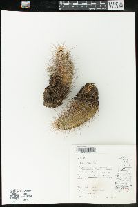Echinocereus coccineus subsp. coccineus image