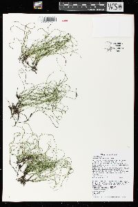 Equisetum scirpoides image