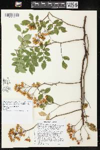 Rosa multiflora image