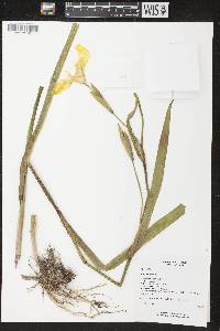 Iris pseudacorus image