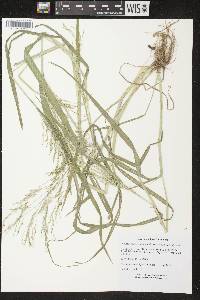 Panicum dichotomiflorum subsp. dichotomiflorum image