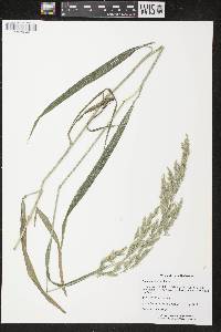 Bromus latiglumis image