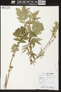 Filipendula ulmaria image