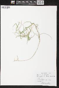 Muhlenbergia frondosa image