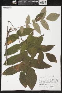 Juglans cinerea image