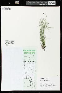 Equisetum scirpoides image