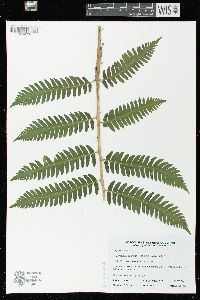 Dryopteris goldieana image