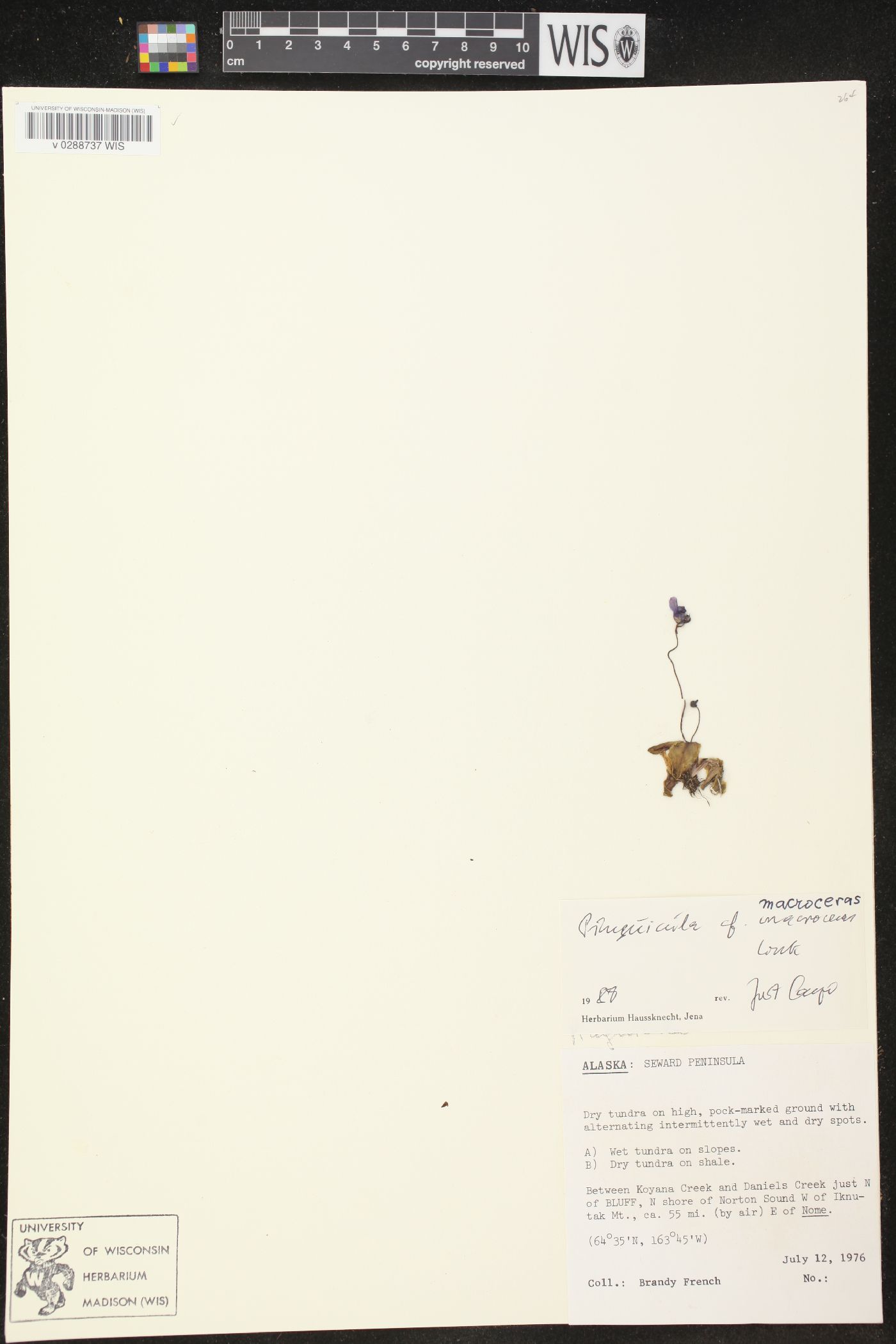 Pinguicula macroceras image
