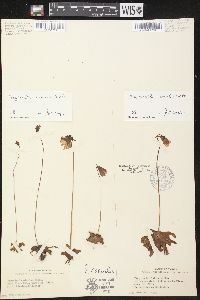 Pinguicula caerulea image