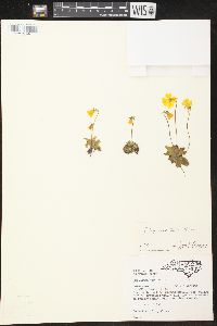 Pinguicula lutea image