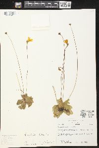 Pinguicula lutea image