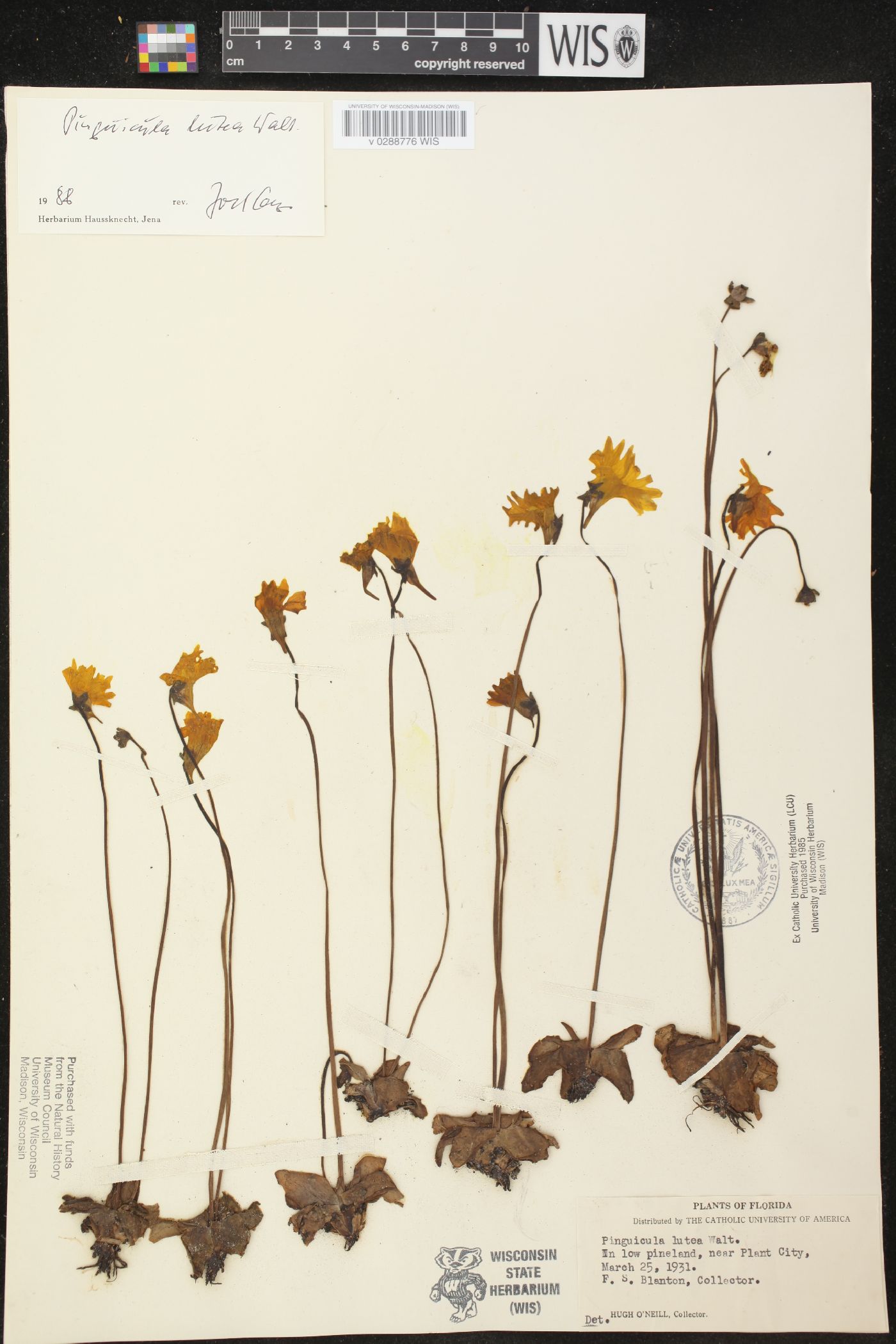 Pinguicula lutea image