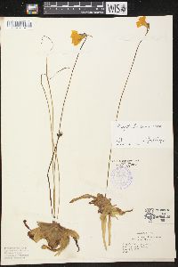 Pinguicula lutea image