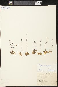 Pinguicula vulgaris image