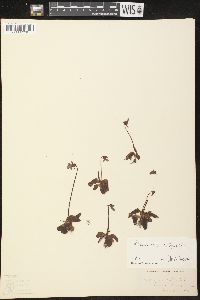 Pinguicula vulgaris image