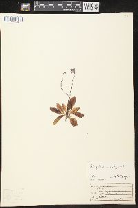 Pinguicula vulgaris image