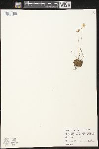 Pinguicula pumila image