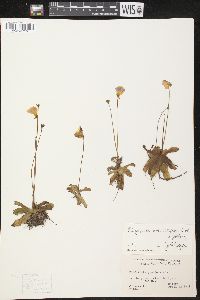 Pinguicula pumila image