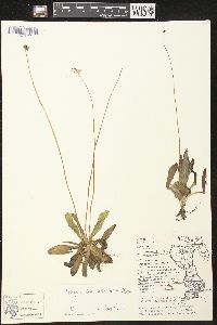 Pinguicula planifolia image