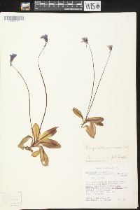 Pinguicula macroceras image