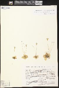 Image of Pinguicula lilacina