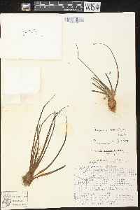 Pinguicula heterophylla image