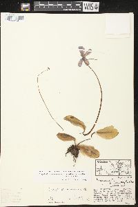 Pinguicula moranensis image