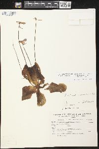 Pinguicula moranensis image