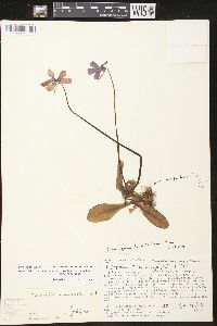 Pinguicula moranensis image