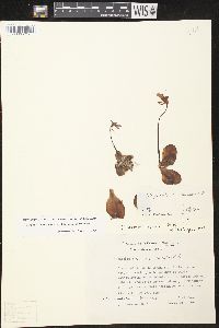 Pinguicula moranensis var. moranensis image