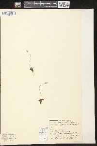 Pinguicula alpina image