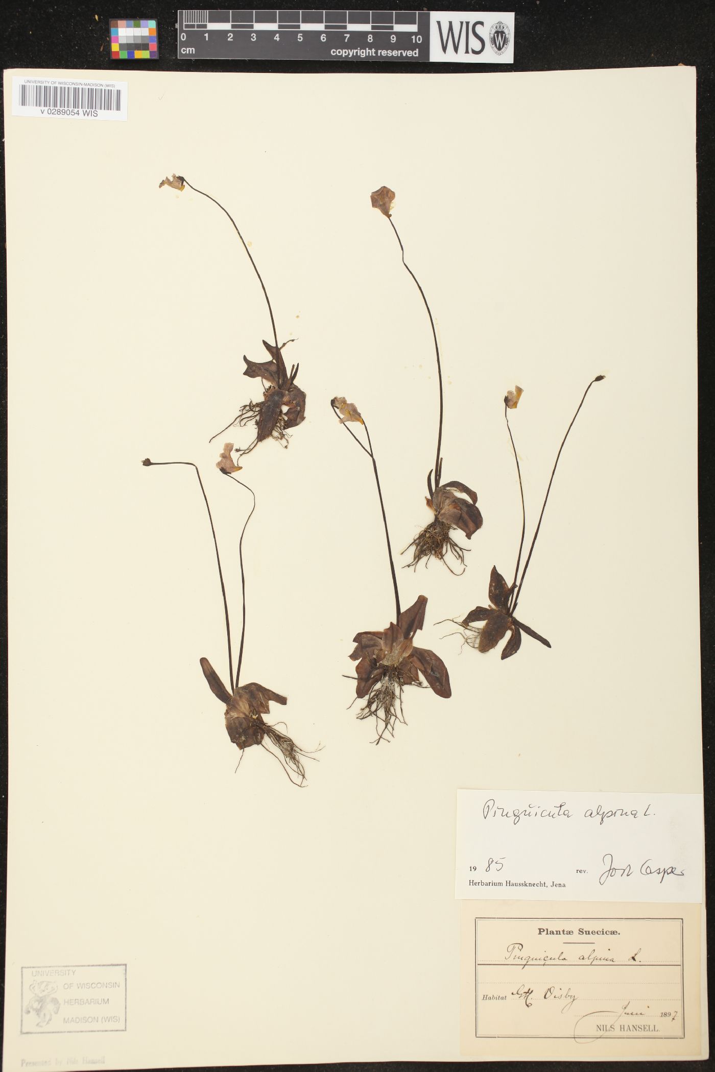 Pinguicula alpina image