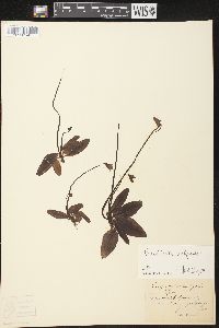 Pinguicula vulgaris image