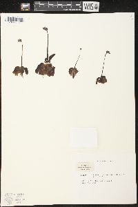 Pinguicula vulgaris image