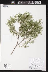 Juniperus virginiana var. silicicola image