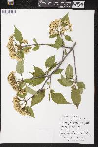 Viburnum lentago image