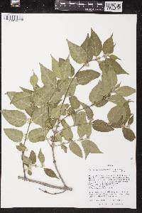 Lonicera maackii image