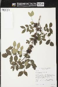 Zanthoxylum americanum image