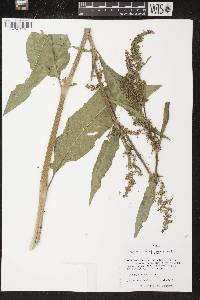 Rumex patientia image